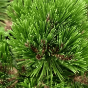 Сосна Гельдрейха 'Greece'